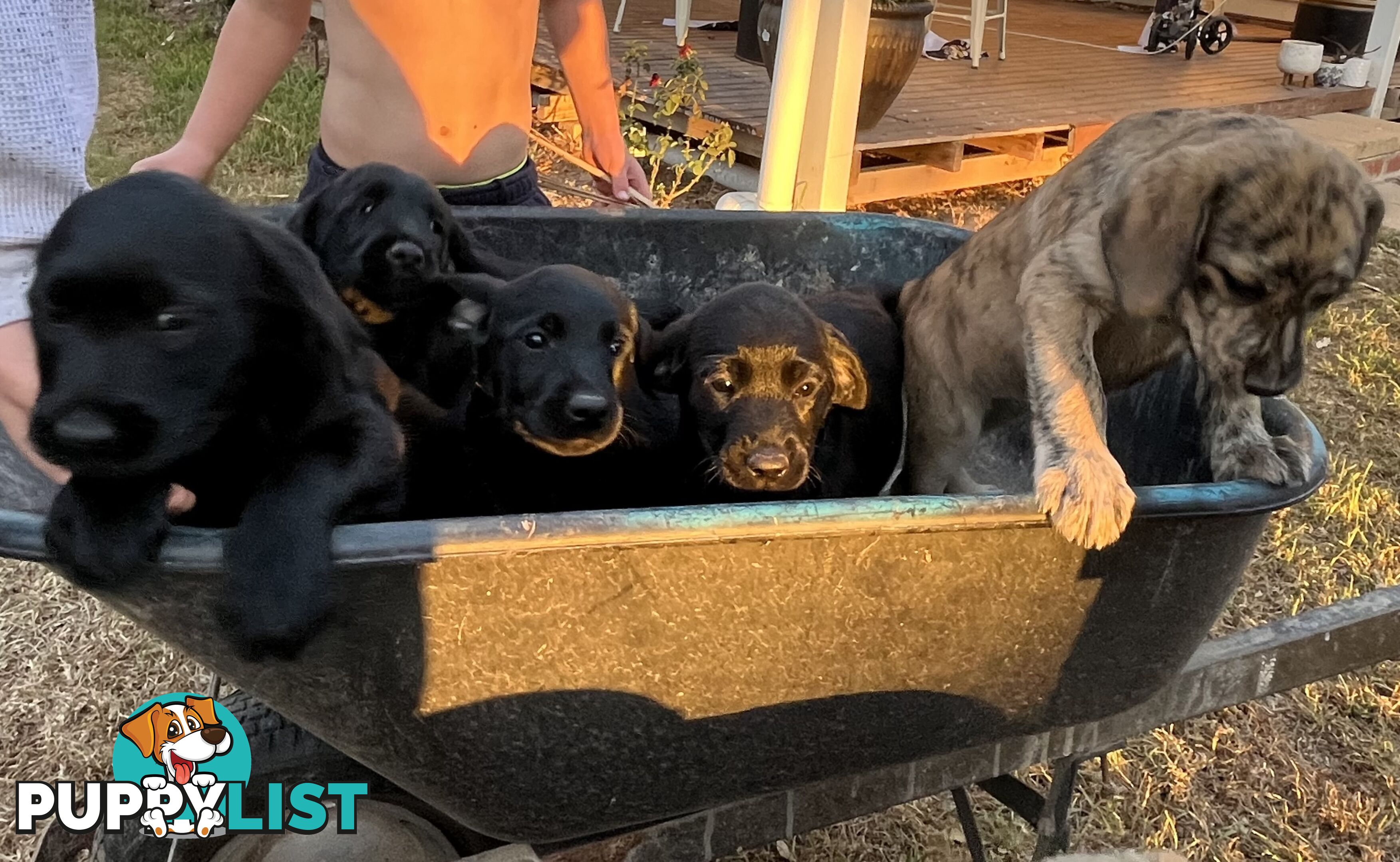 Labrador x Labradoodle Puppies
