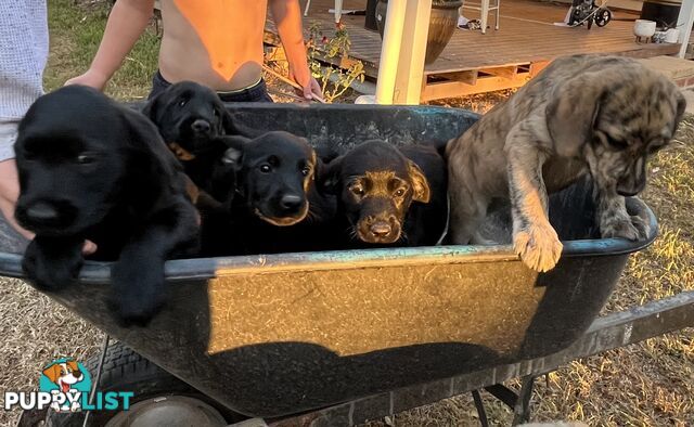 Labrador x Labradoodle Puppies