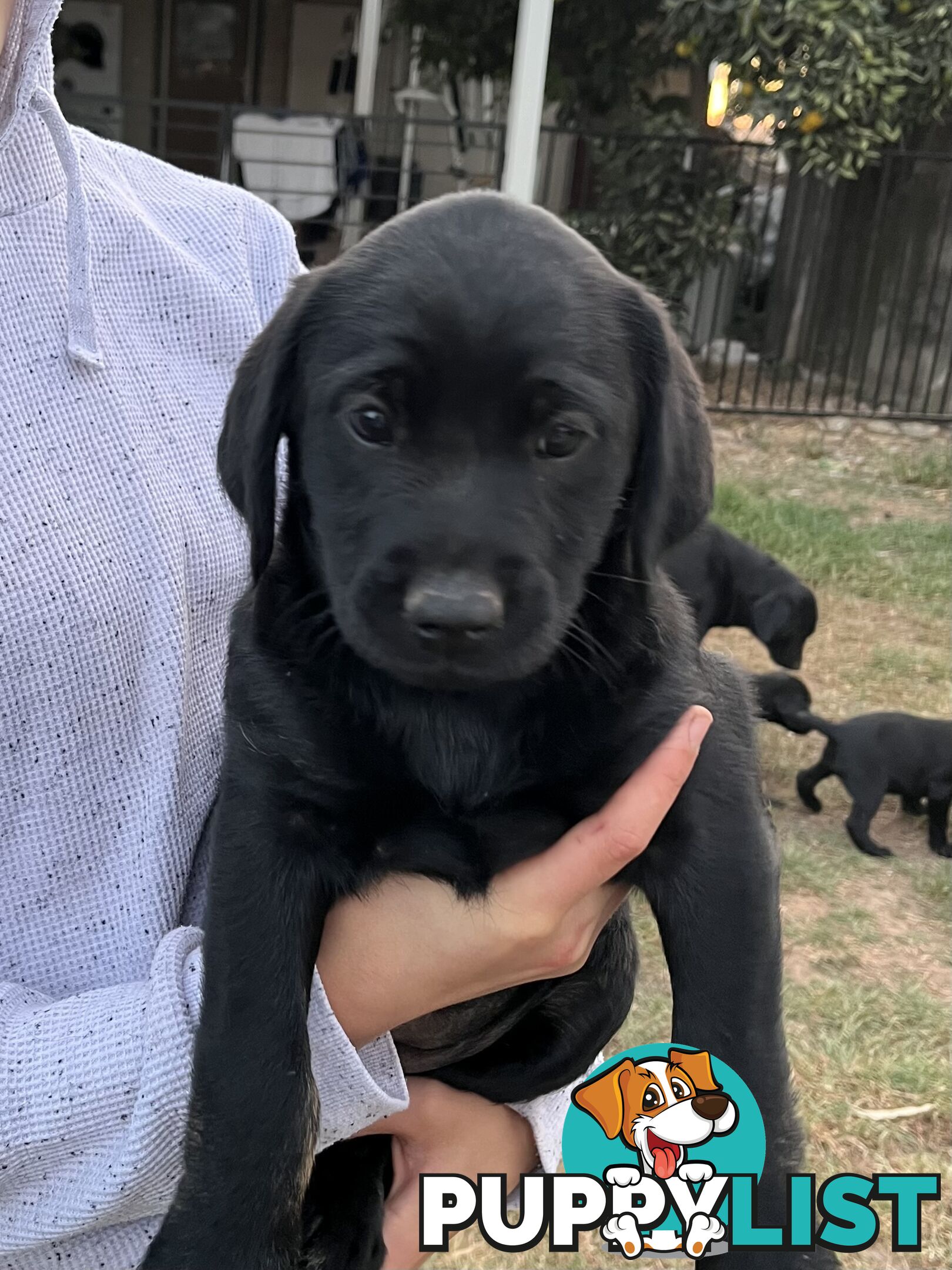 Labrador x Labradoodle Puppies