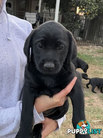 Labrador x Labradoodle Puppies