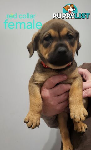 ROTTWEILER CROSS ENGLISH MASTIFF