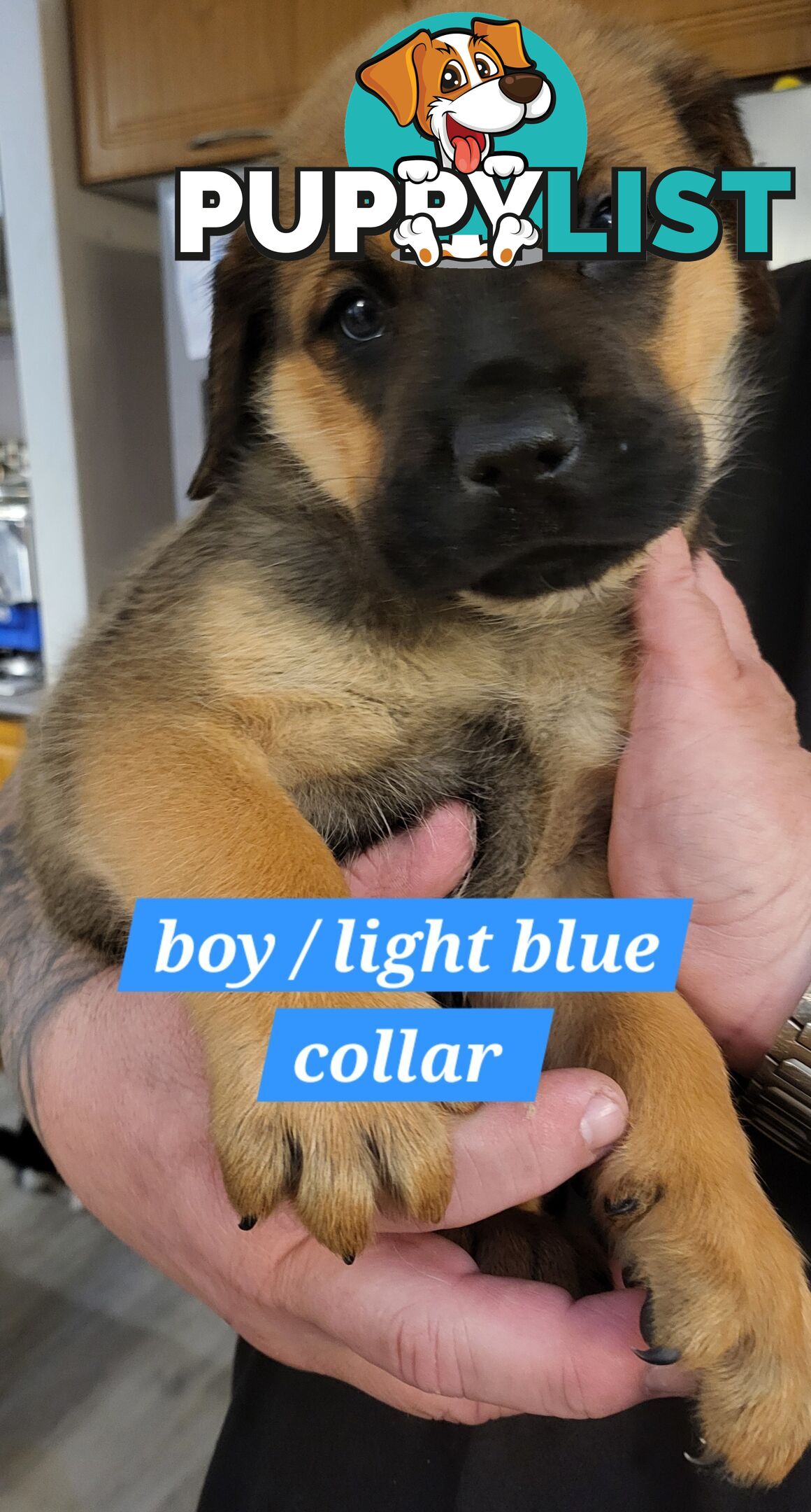 ROTTWEILER CROSS ENGLISH MASTIFF