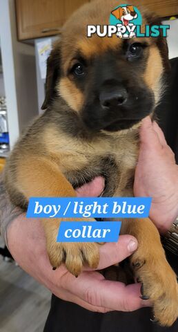 ROTTWEILER CROSS ENGLISH MASTIFF
