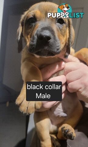 ROTTWEILER CROSS ENGLISH MASTIFF