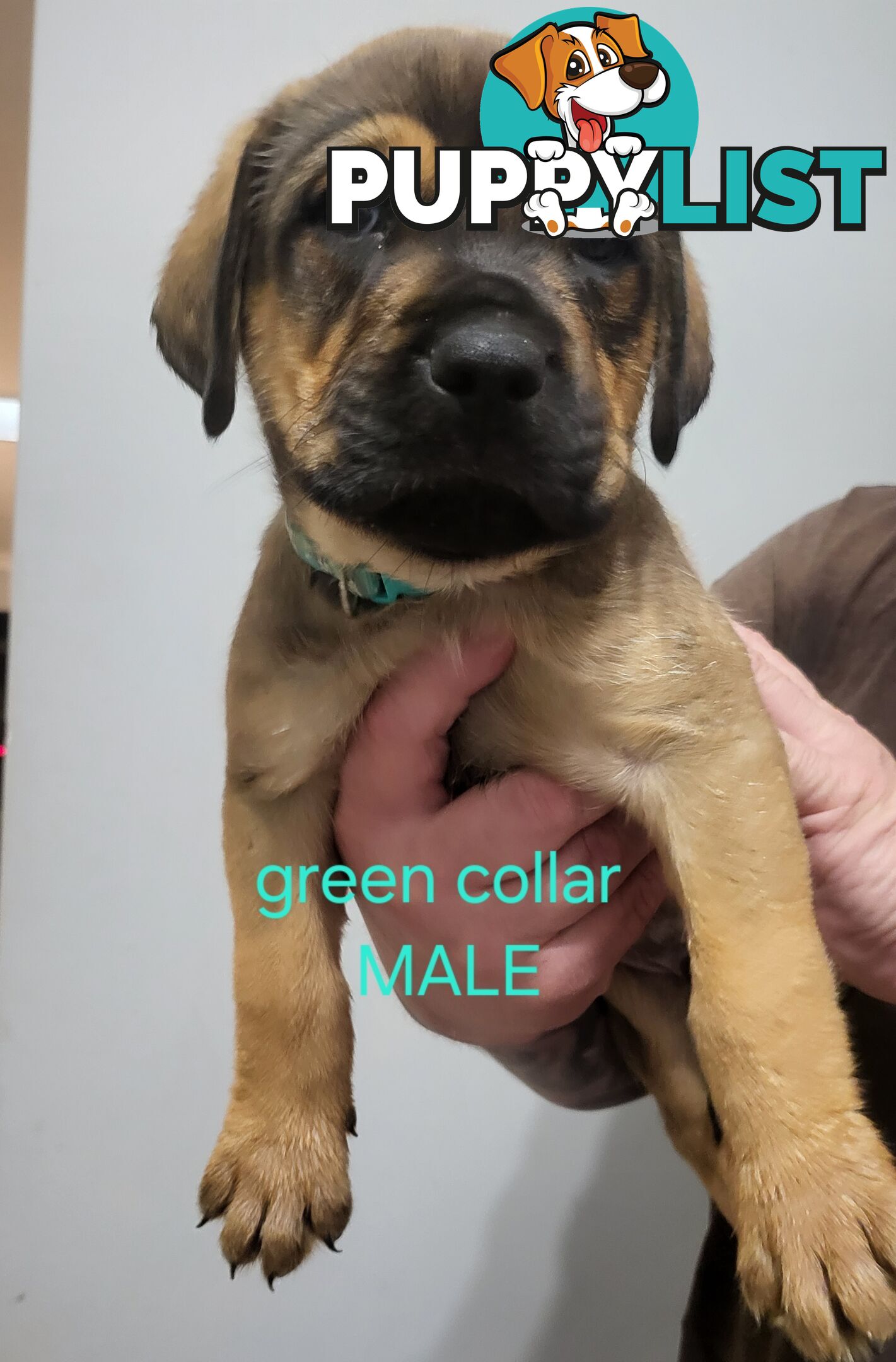 ROTTWEILER CROSS ENGLISH MASTIFF