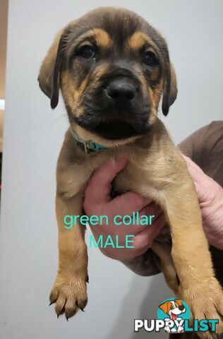 ROTTWEILER CROSS ENGLISH MASTIFF