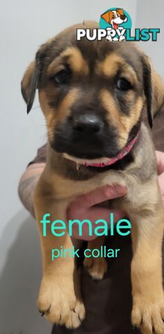 ROTTWEILER CROSS ENGLISH MASTIFF