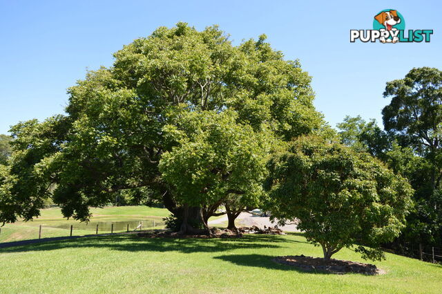115 Burgum road MALENY QLD 4552
