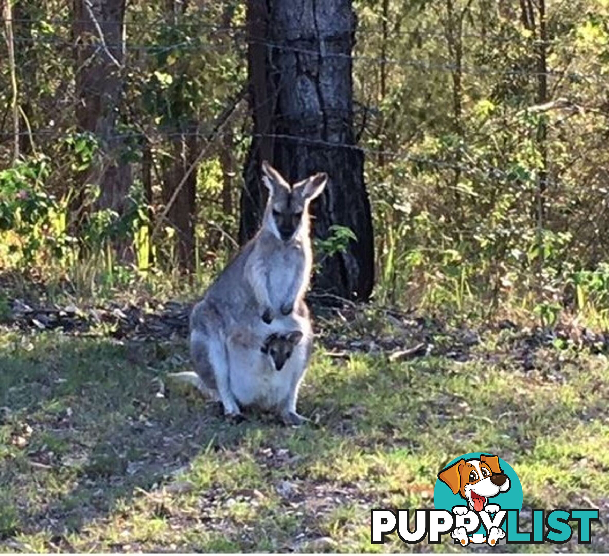 127 Appalossa Drive CONONDALE QLD 4552