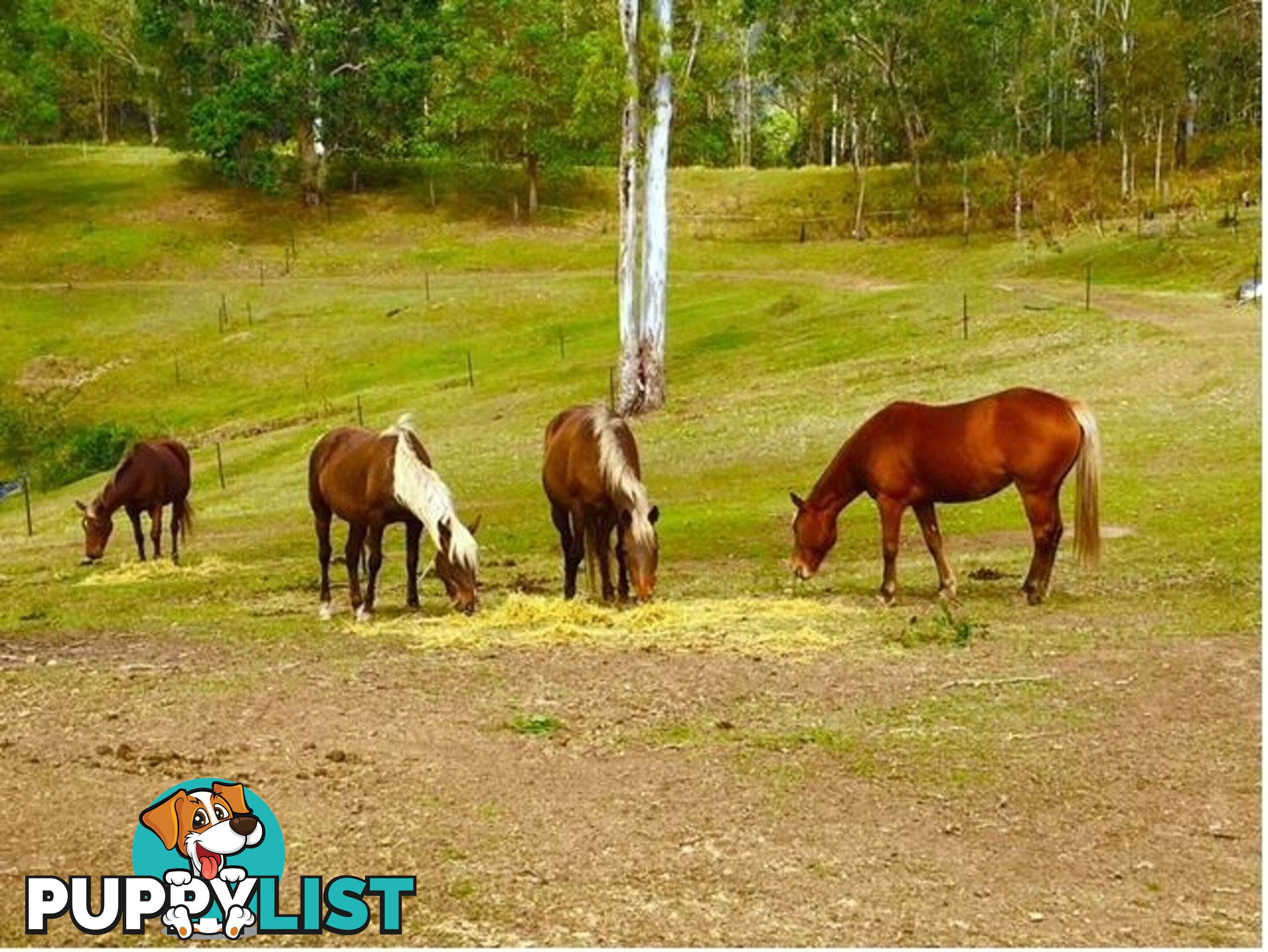 127 Appalossa Drive CONONDALE QLD 4552