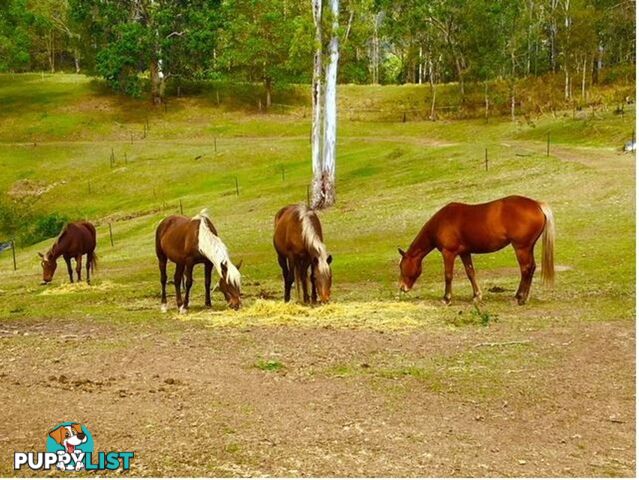 127 Appalossa Drive CONONDALE QLD 4552