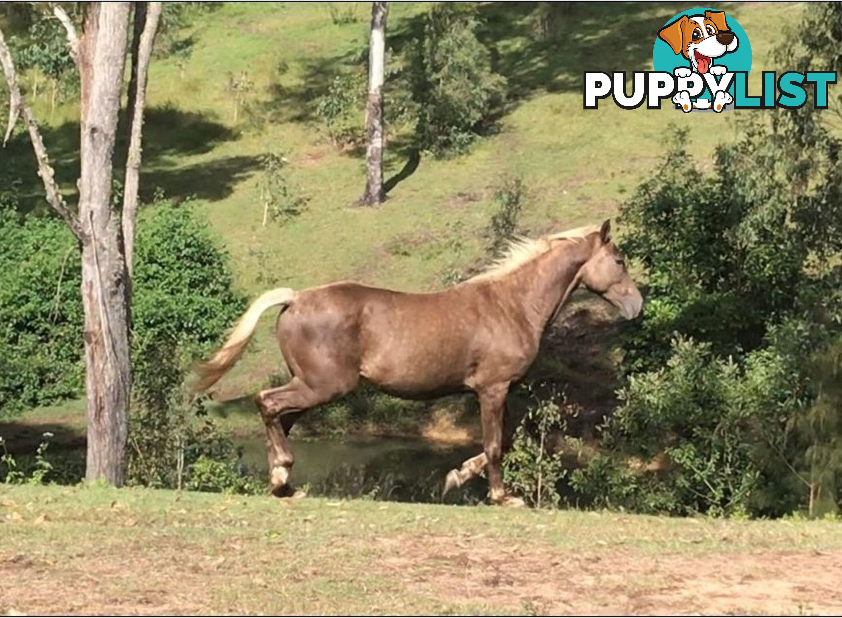 127 Appalossa Drive CONONDALE QLD 4552