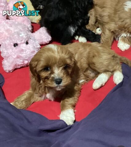 Cavoodles