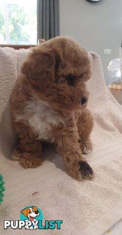 Poochon/Bichoodle Puppies