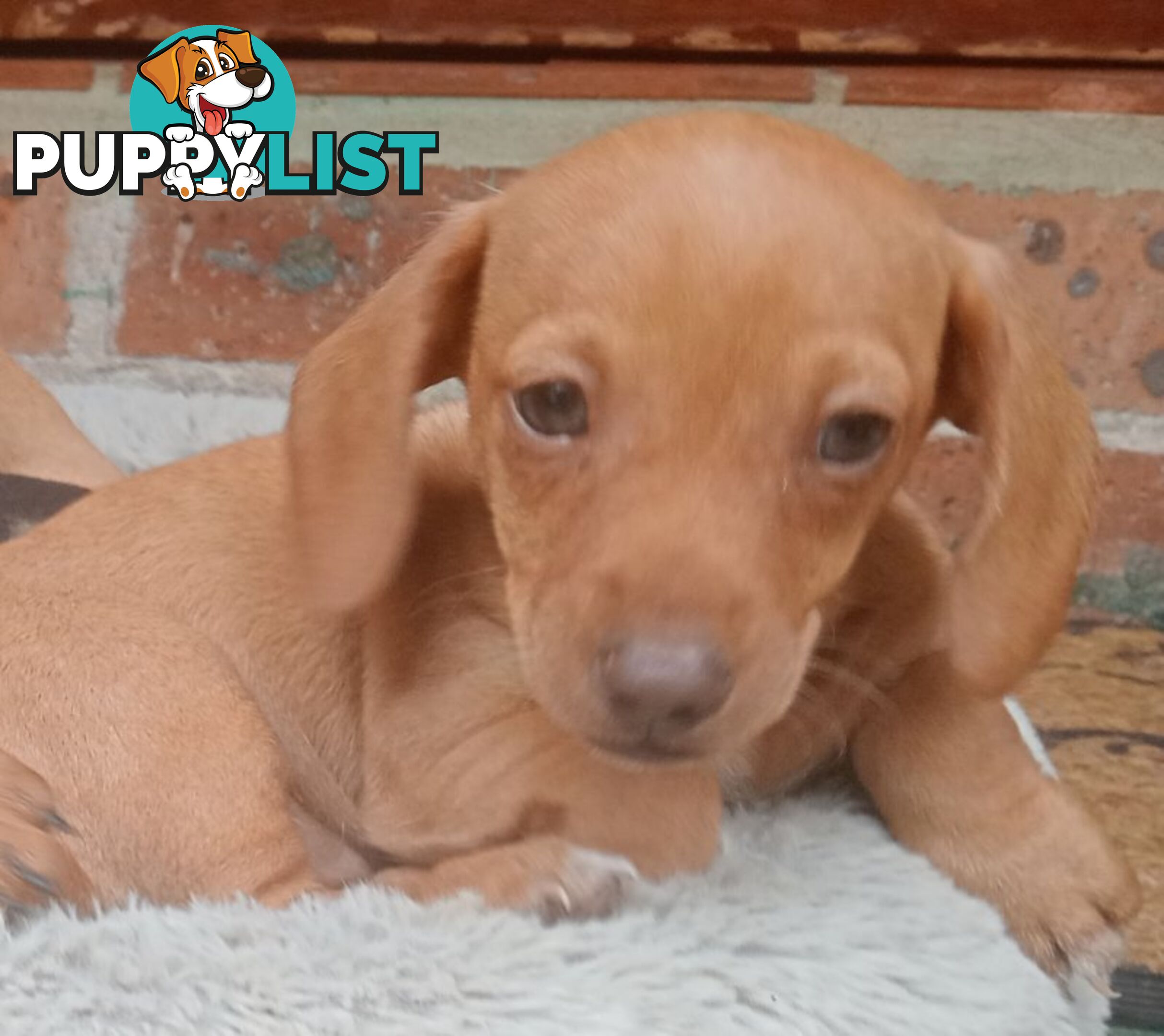 Purebred miniature Dachshund puppies