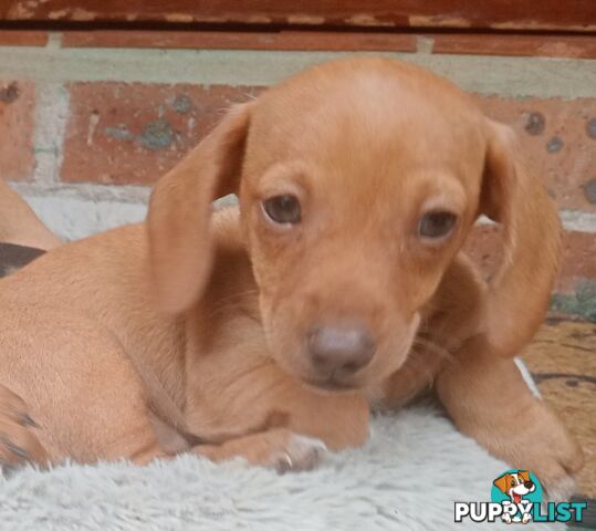 Purebred miniature Dachshund puppies