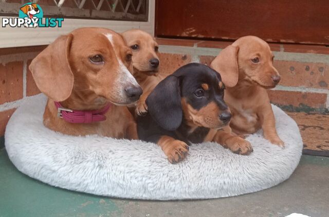 Purebred miniature Dachshund puppies