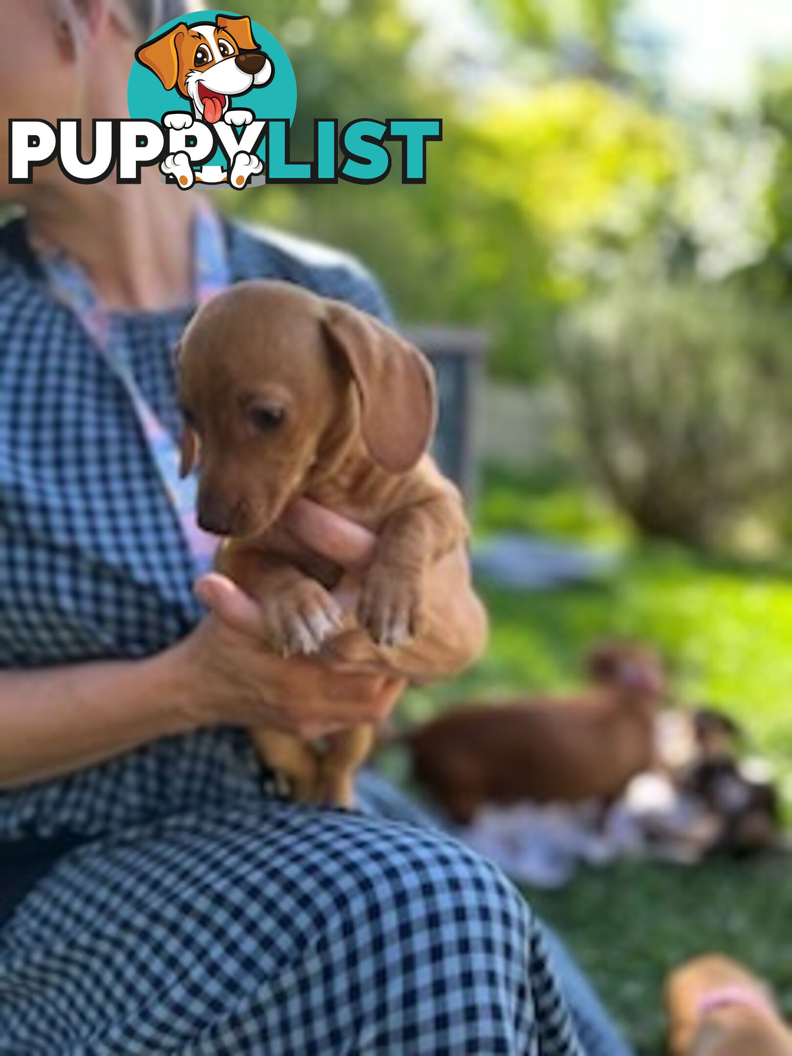 Purebred miniature Dachshund puppies