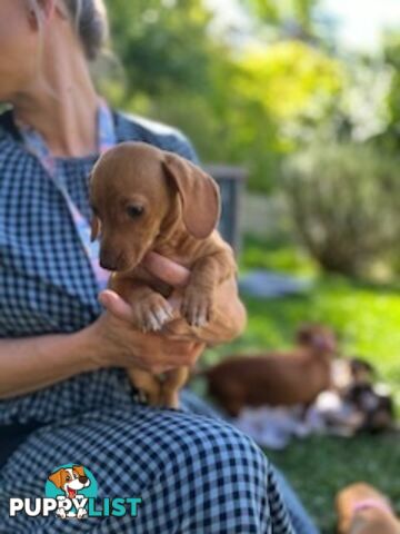 Purebred miniature Dachshund puppies