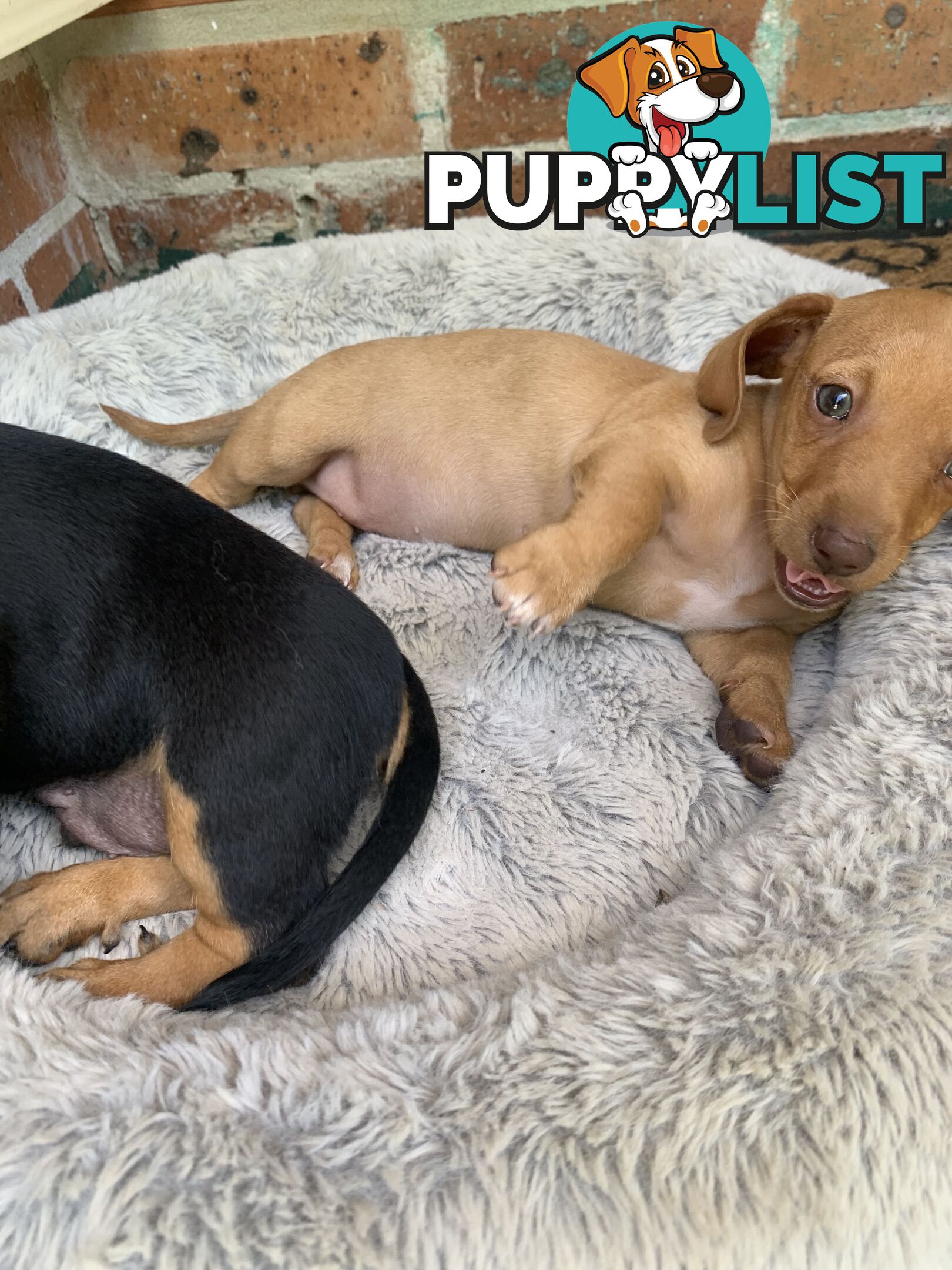 Purebred miniature Dachshund puppies