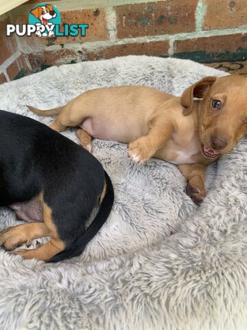 Purebred miniature Dachshund puppies