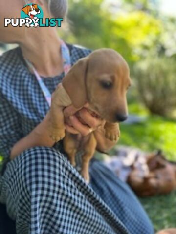 Purebred miniature Dachshund puppies