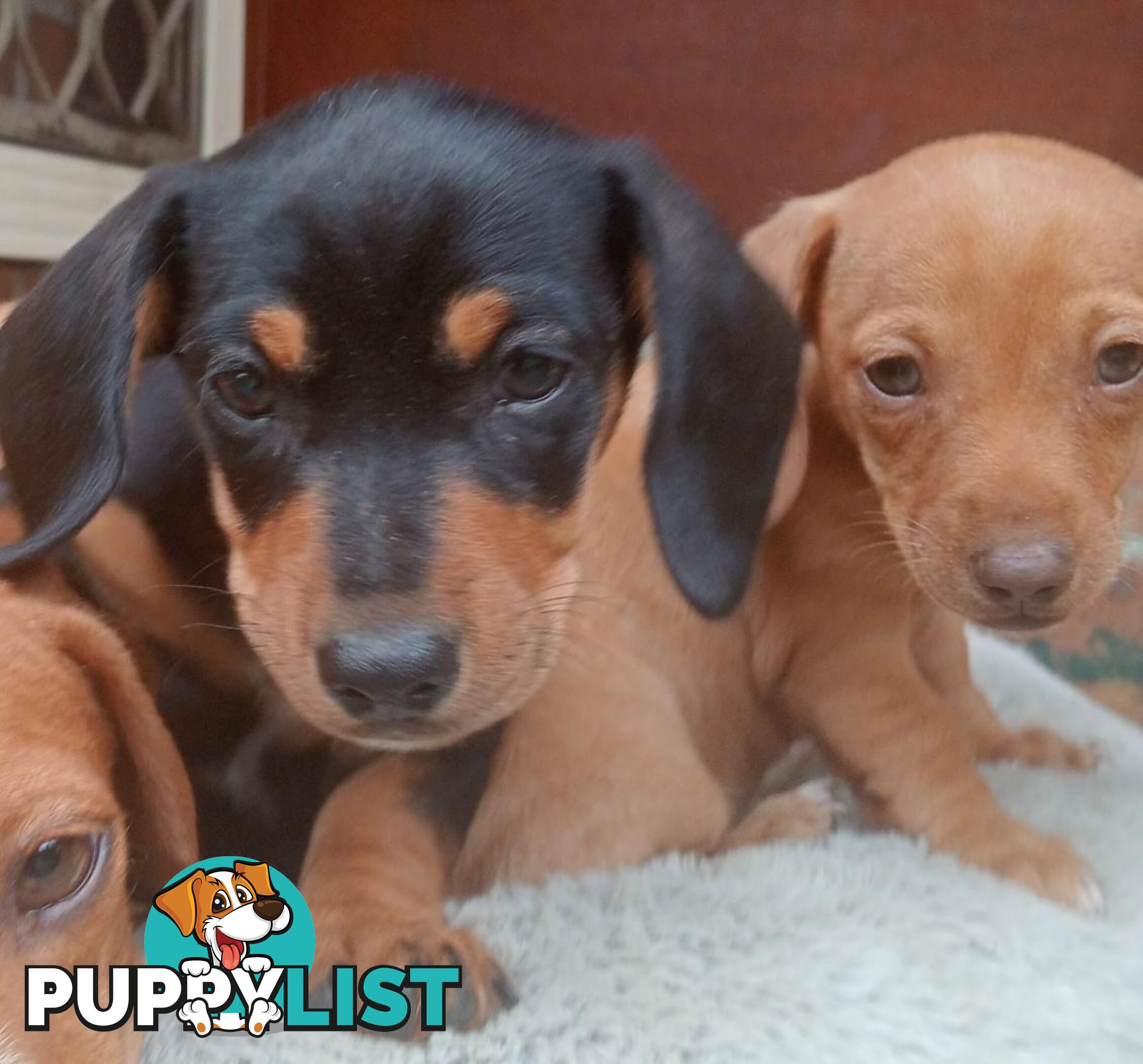 Purebred miniature Dachshund puppies