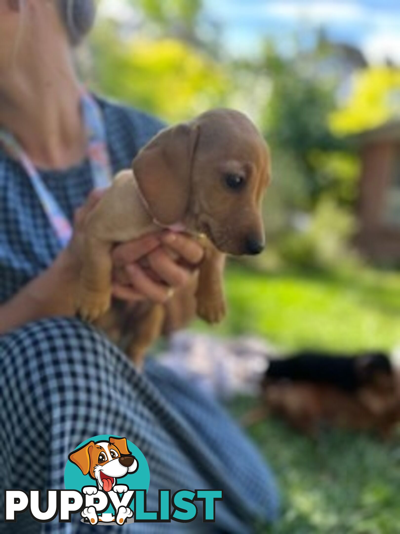 Purebred miniature Dachshund puppies