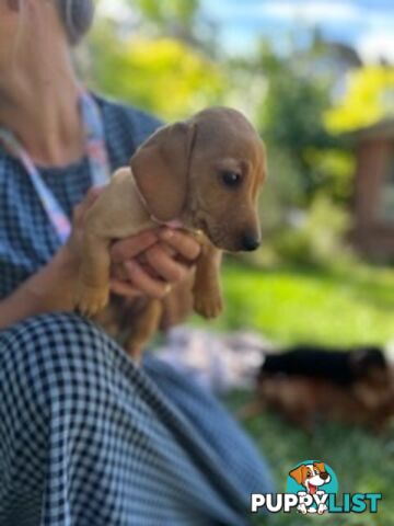 Purebred miniature Dachshund puppies