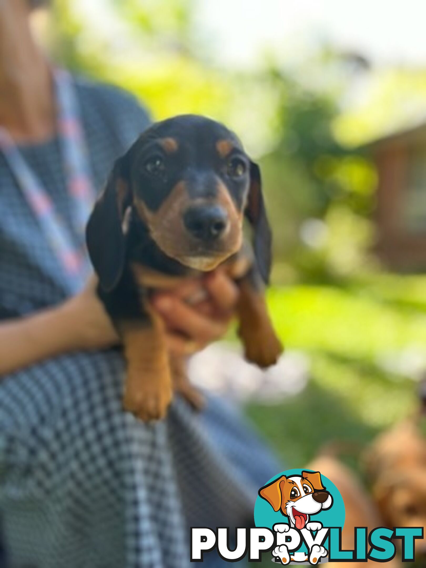 Purebred miniature Dachshund puppies