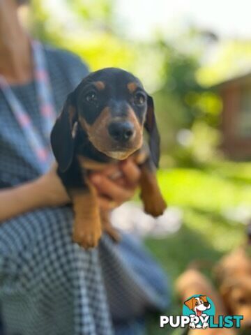 Purebred miniature Dachshund puppies