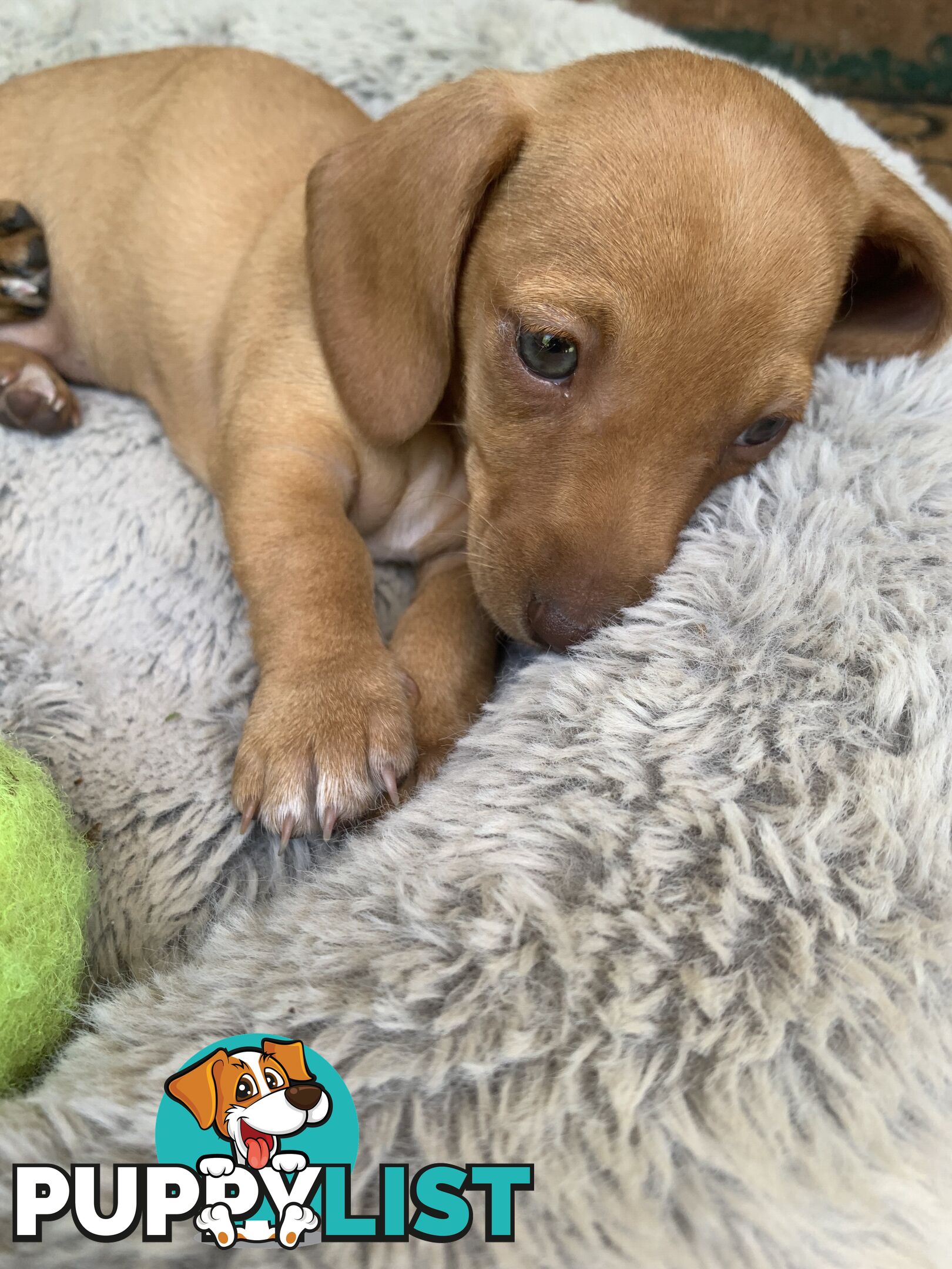 Purebred miniature Dachshund puppies