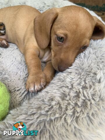 Purebred miniature Dachshund puppies