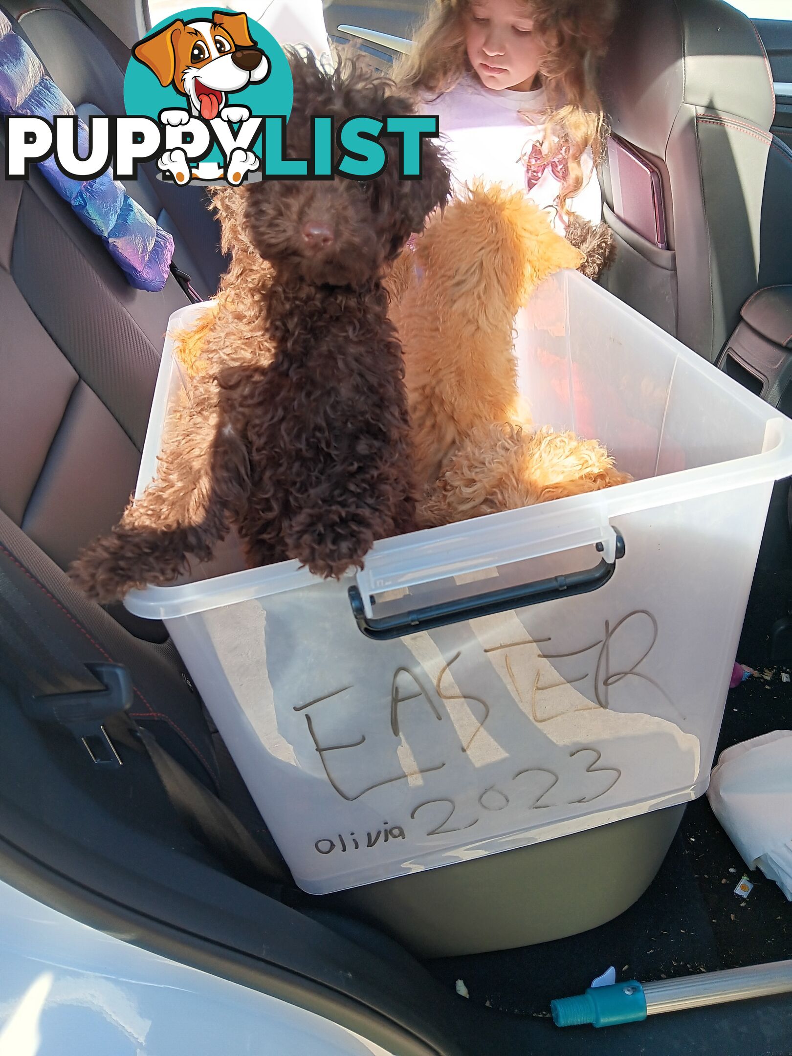Toy poodles