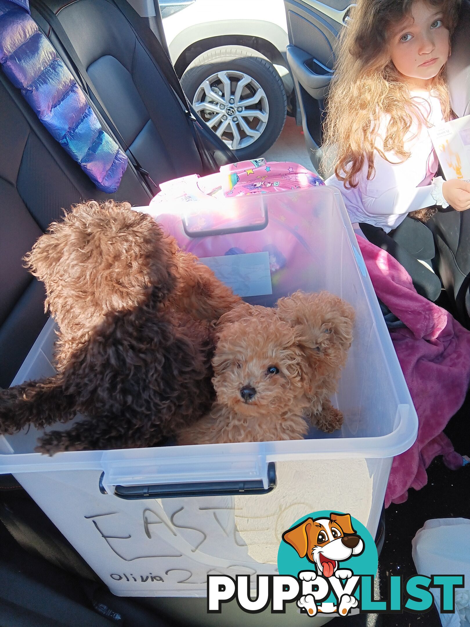 Toy poodles