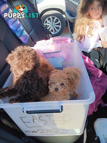 Toy poodles