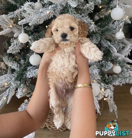 1x Male Toy Cavoodle left