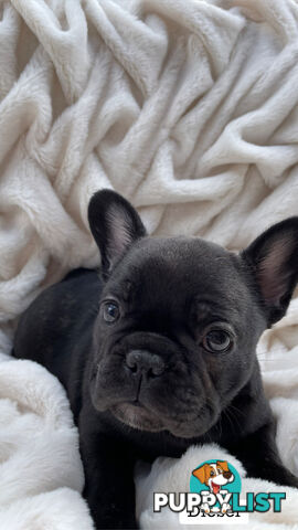 Lavish Belle' French Bulldog Puppies