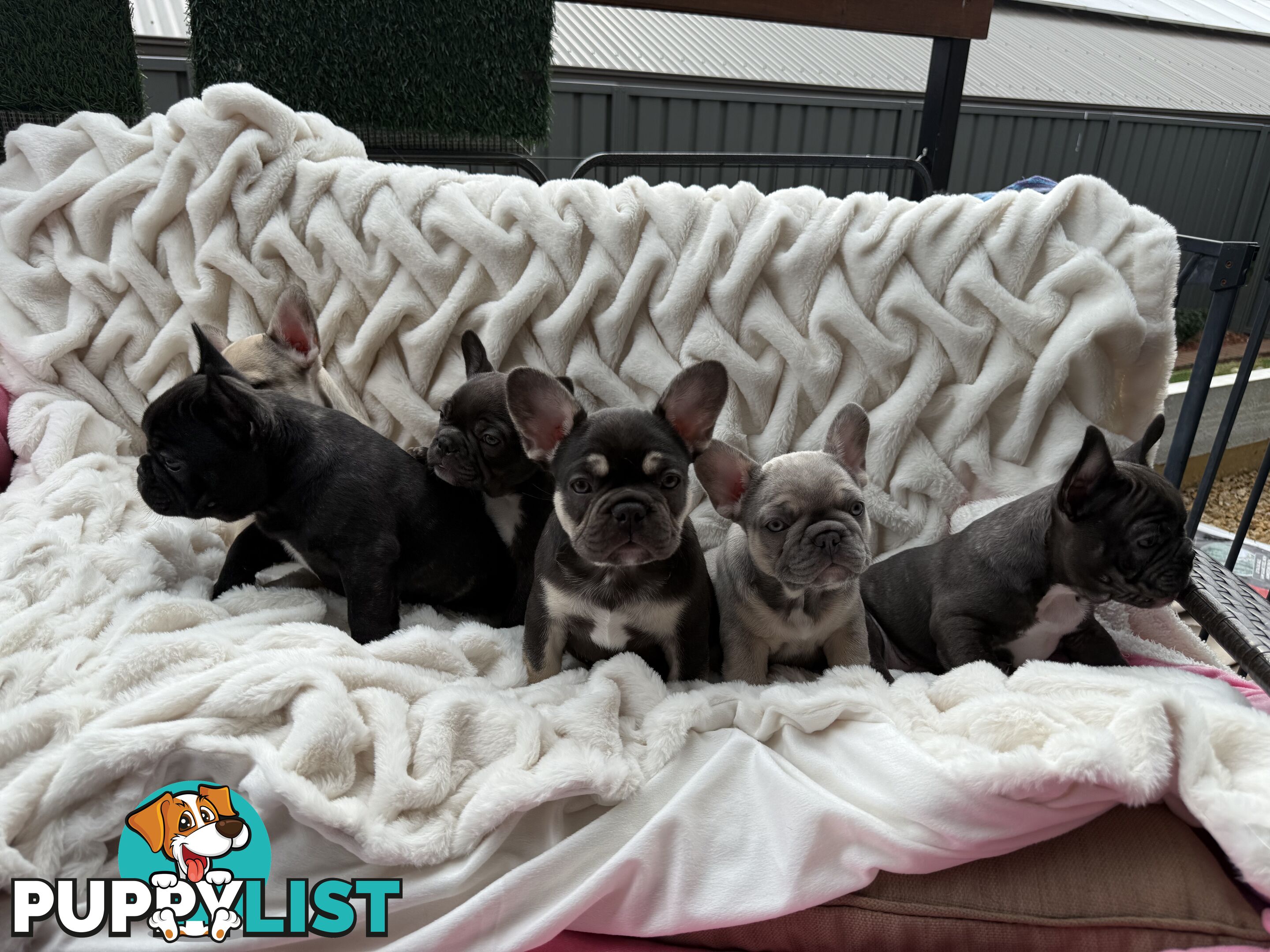 Lavish Belle' French Bulldog Puppies