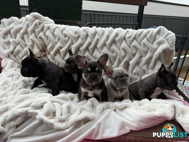 Lavish Belle' French Bulldog Puppies