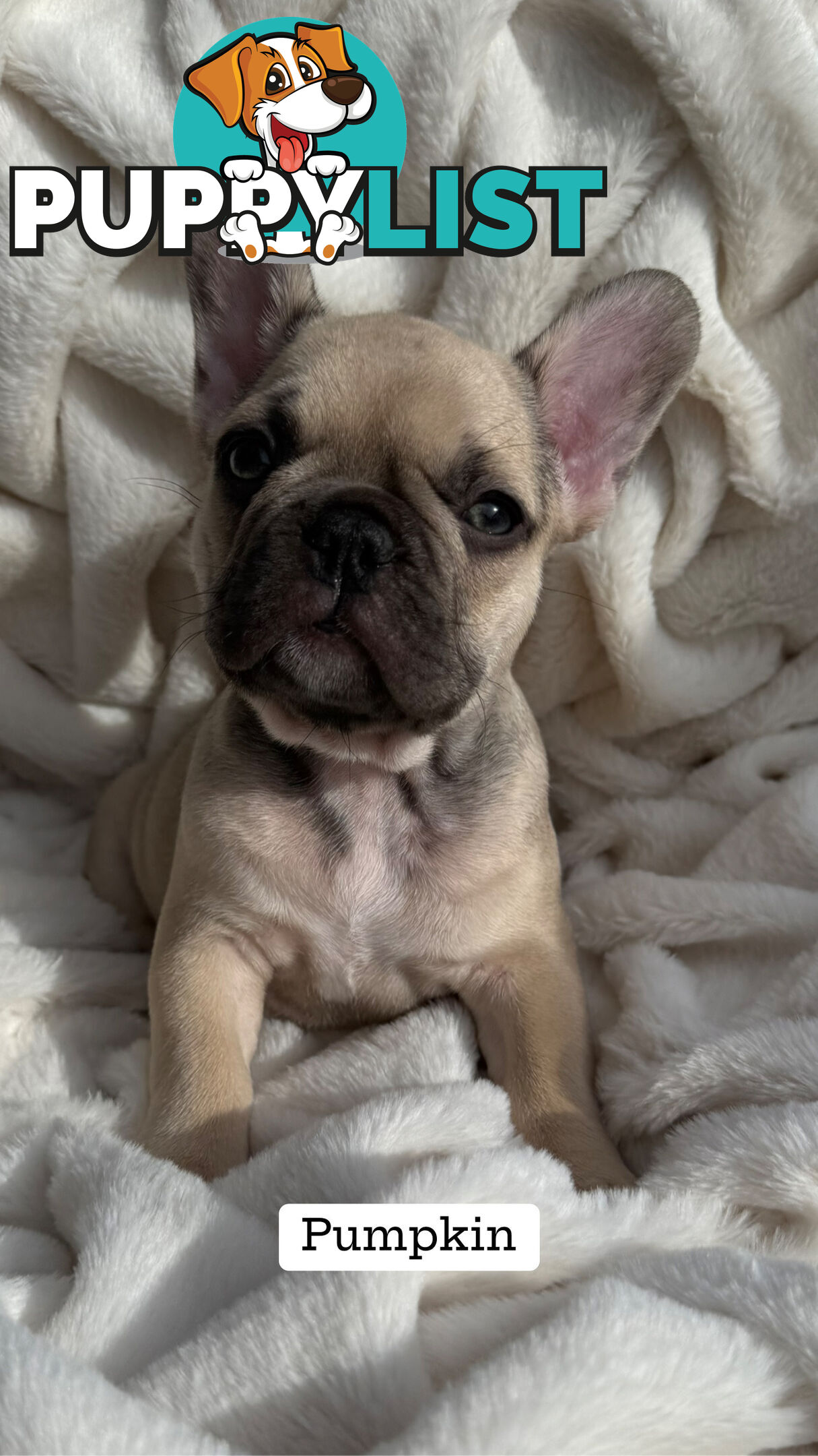 Lavish Belle' French Bulldog Puppies
