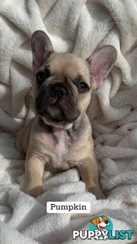 Lavish Belle' French Bulldog Puppies