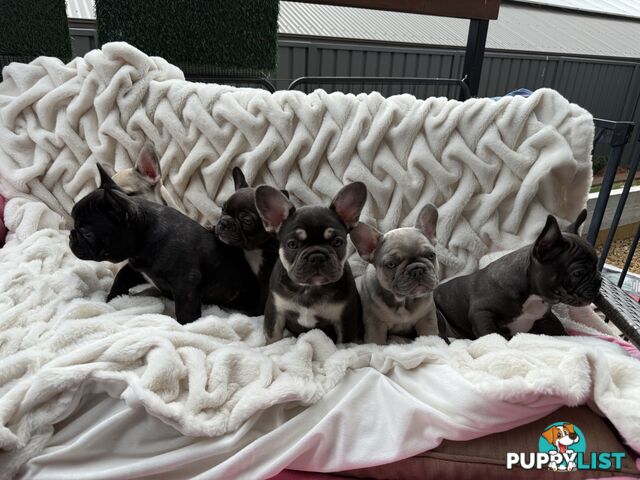 Lavish Belle' French Bulldog Puppies
