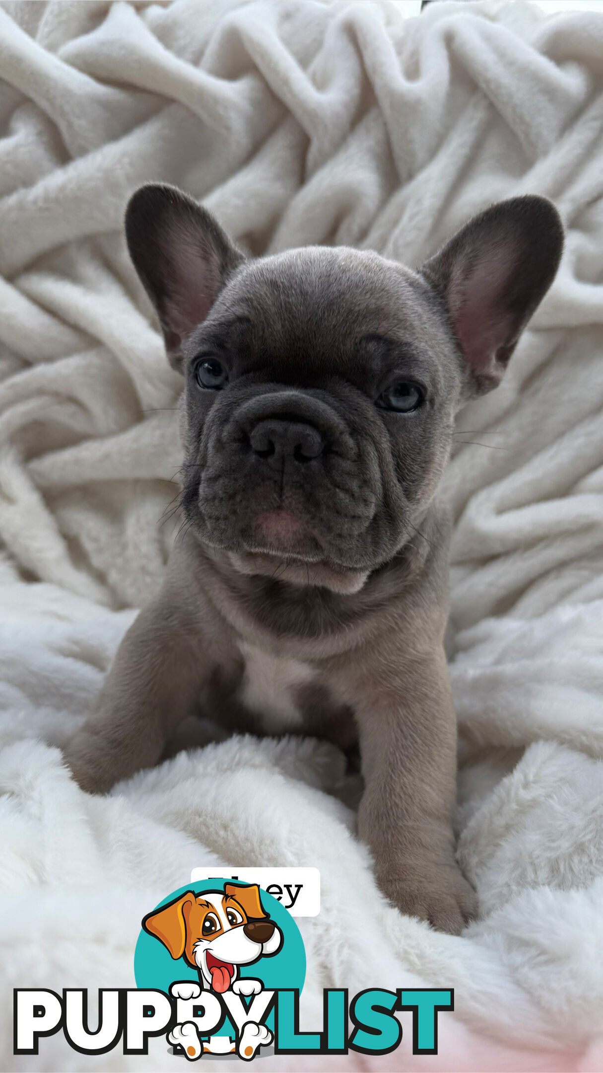 Lavish Belle' French Bulldog Puppies