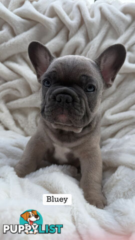 Lavish Belle' French Bulldog Puppies