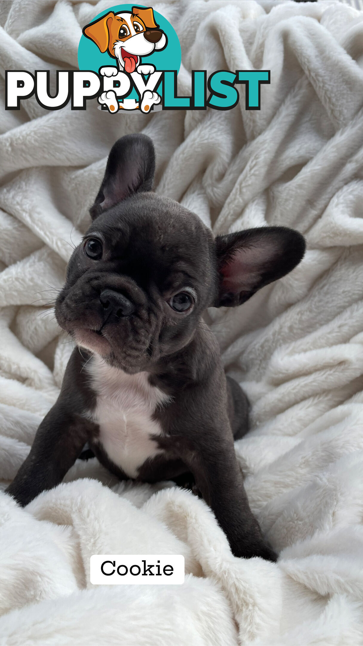 Lavish Belle' French Bulldog Puppies