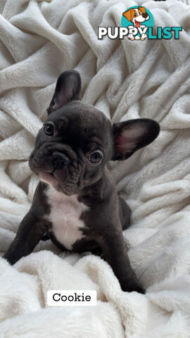 Lavish Belle' French Bulldog Puppies