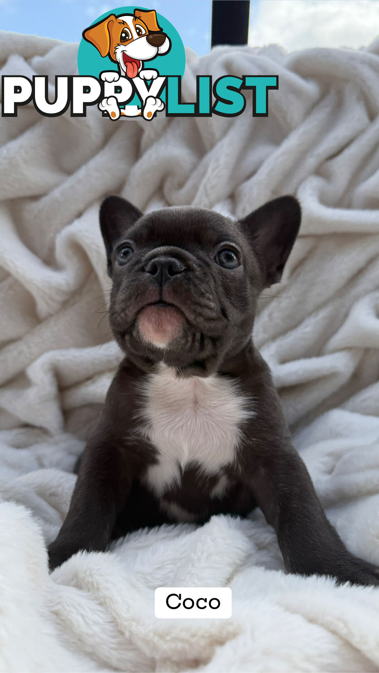 Lavish Belle' French Bulldog Puppies