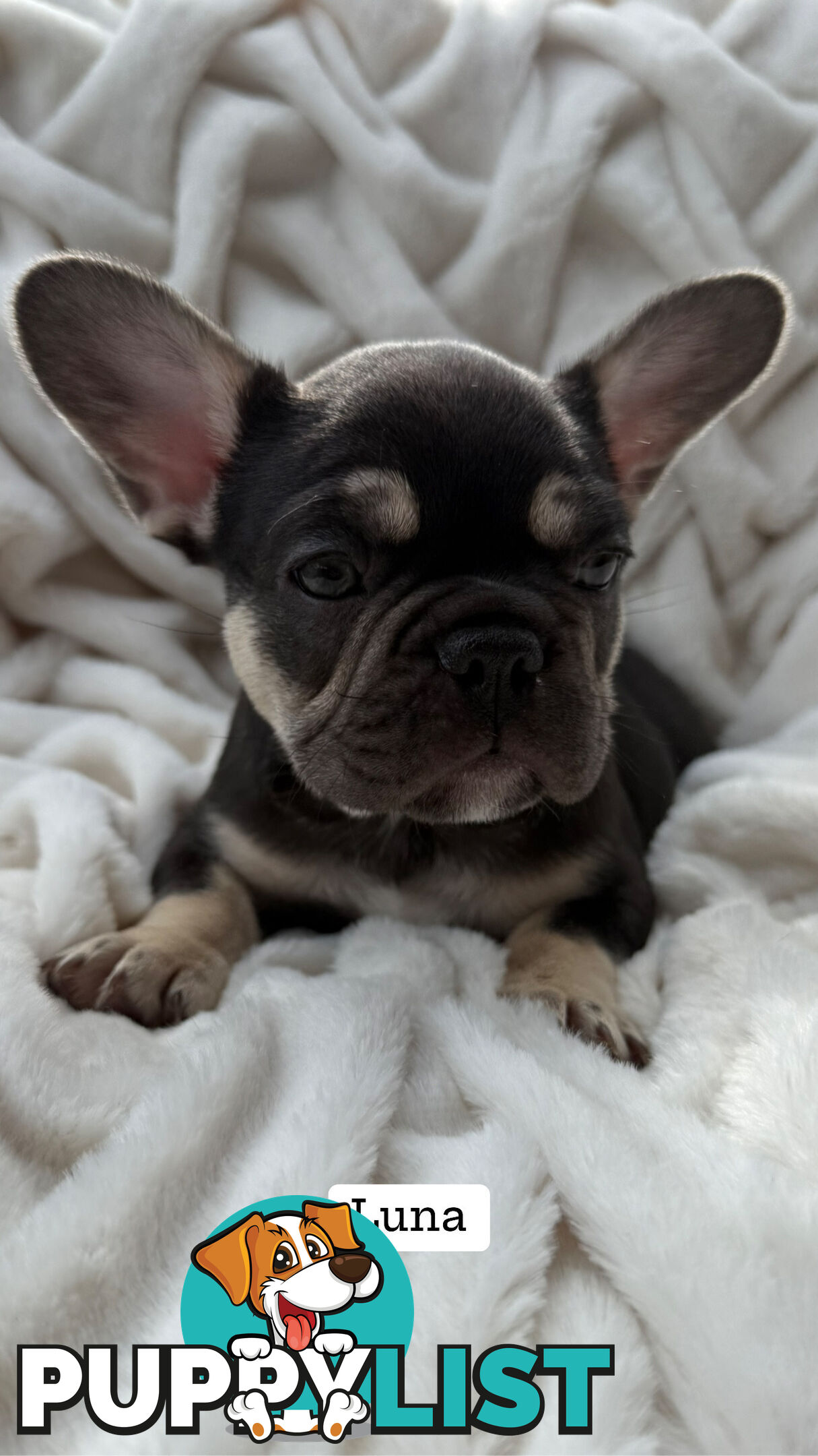 Lavish Belle' French Bulldog Puppies
