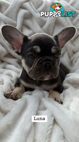 Lavish Belle' French Bulldog Puppies